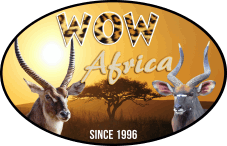 #wowafrica