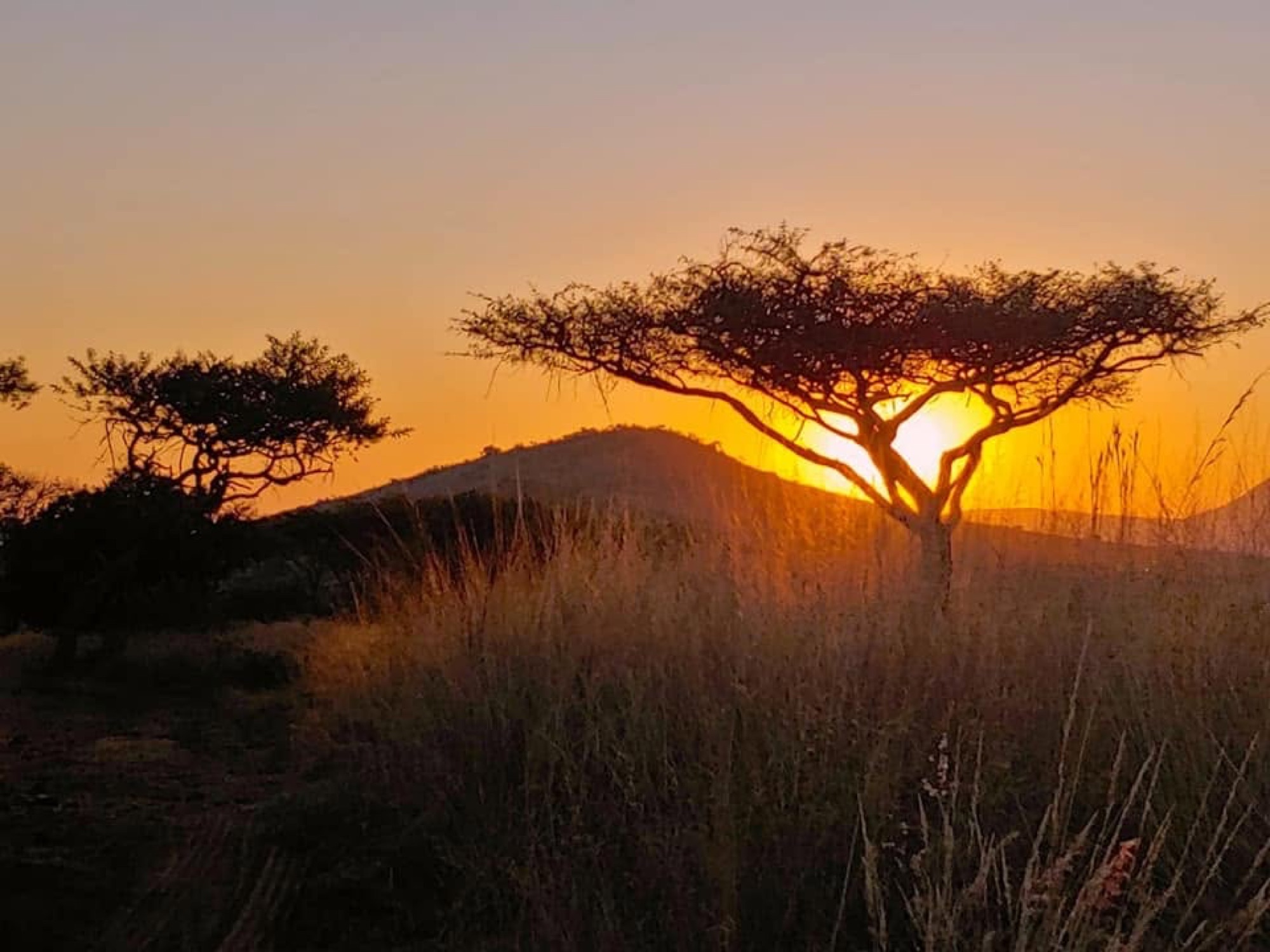 Acacia and a Karoo hill at sunset