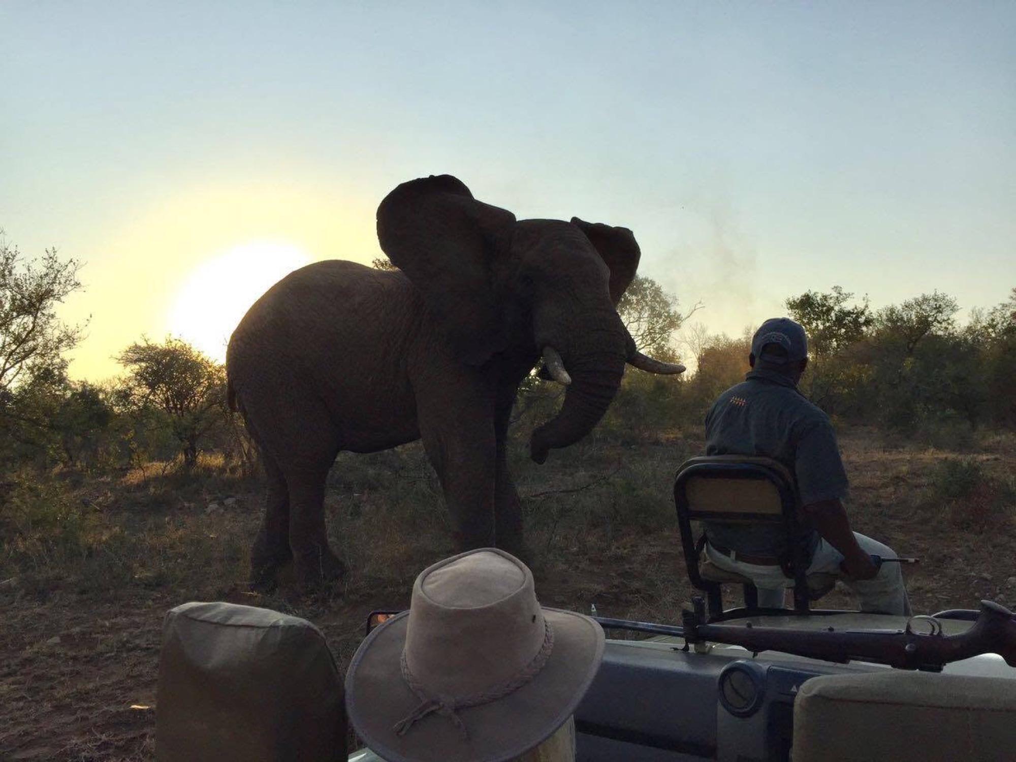 Elephant beside a safari vehicle at last light