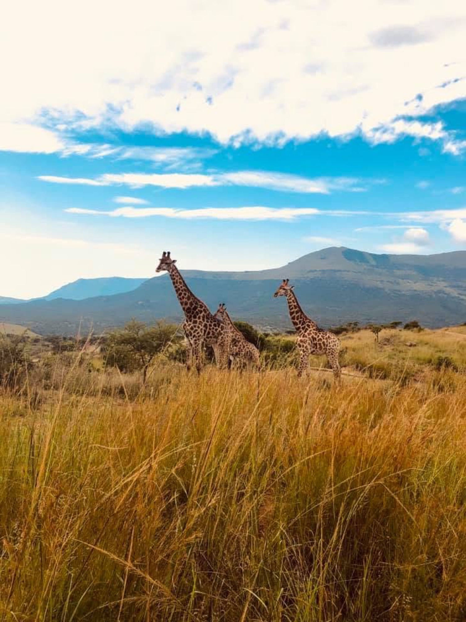 Three giraffes in tall grass under a Karoo sky