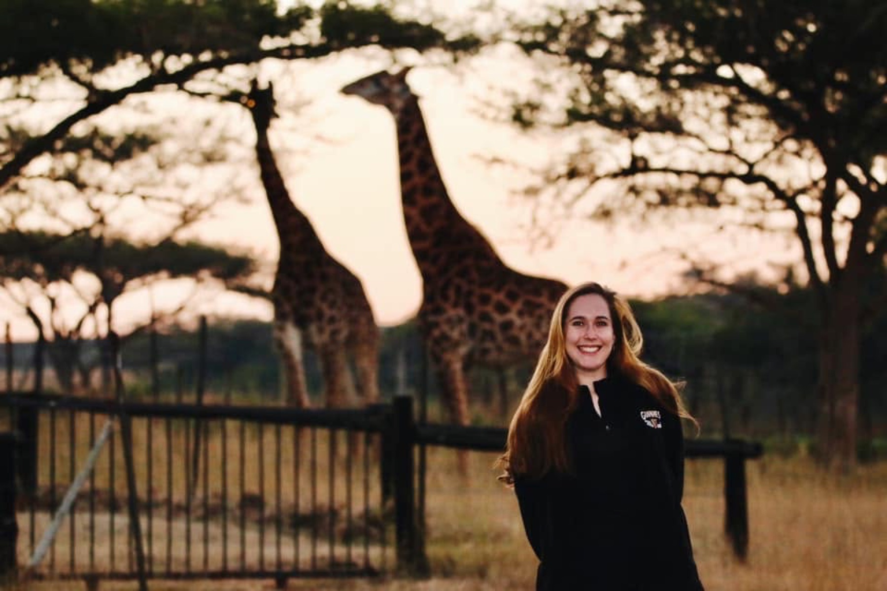 A guest in camp with giraffes behind the fence at dusk