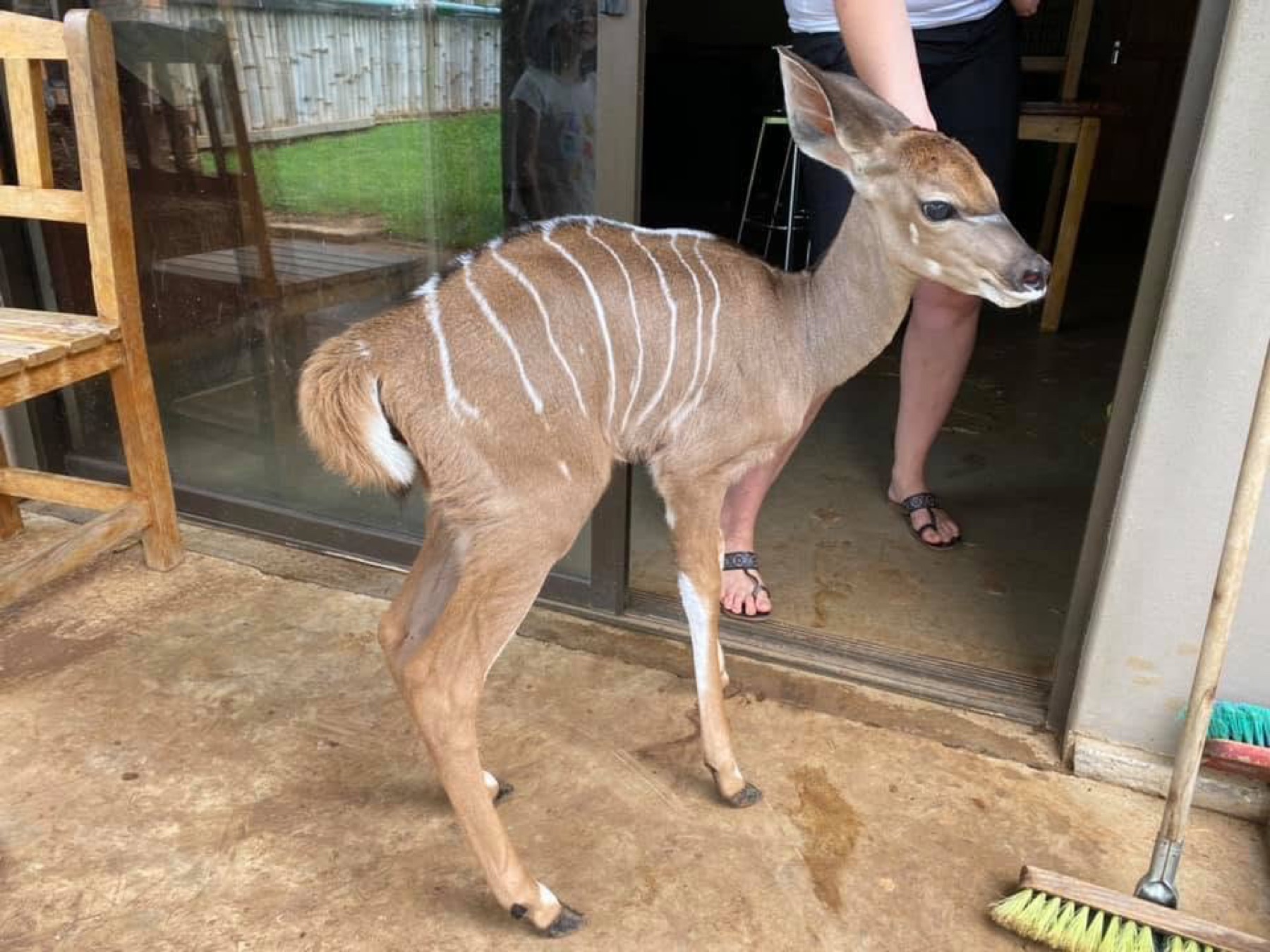 A nyala calf on the lodge stoep