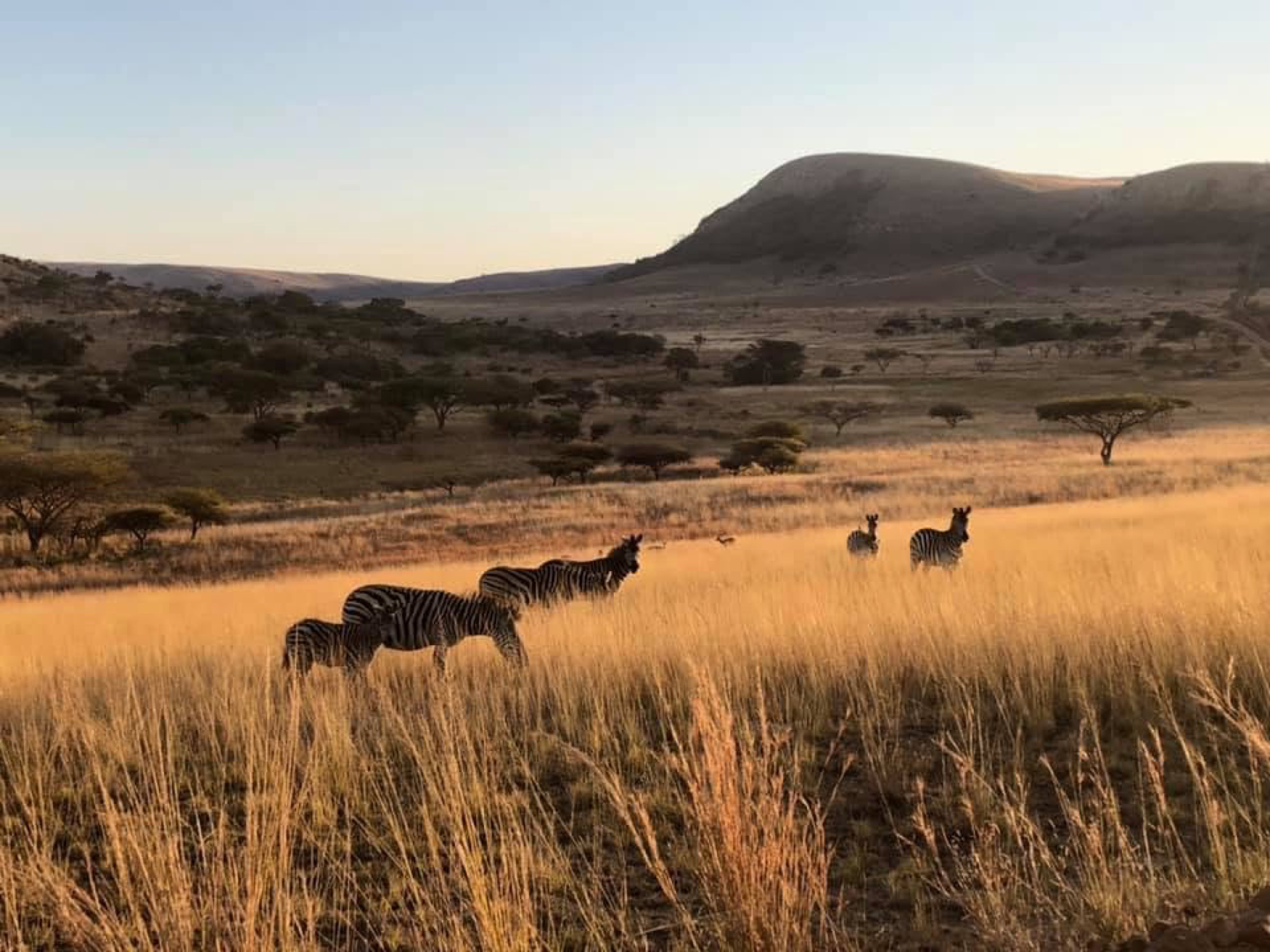 Zebra in last light on Karoo grassland, hills and acacia behind them